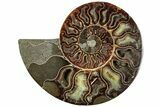 Cut & Polished Ammonite Fossil (Half) - Madagascar #308616-1